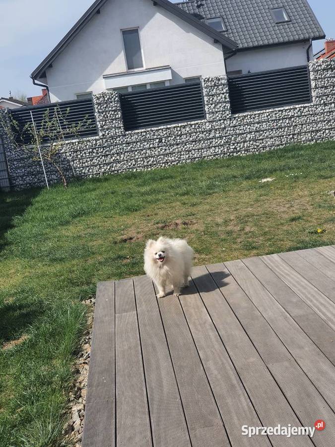 Szpic miniaturowy pomeranian suczka biala fci