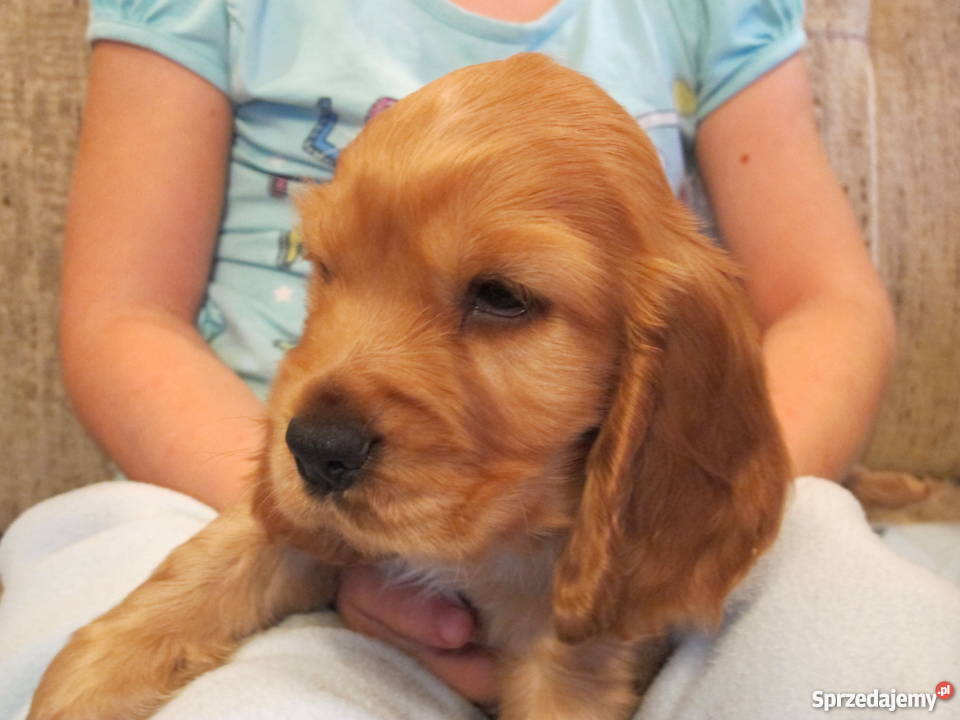 złote szczeniaki suczka sunia COCKER SPANIEL Malec