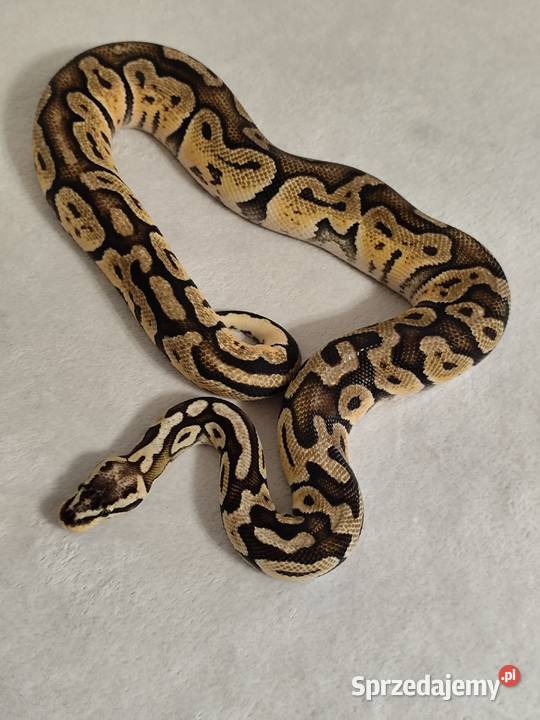 Dorosły Samiec Firefly