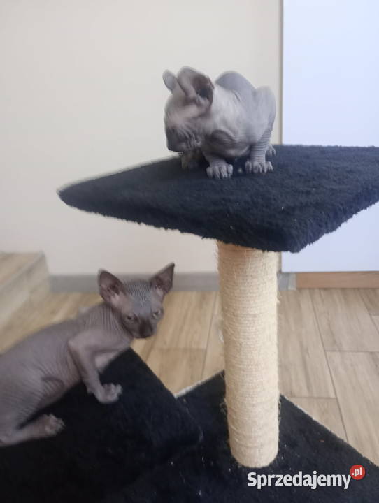 Kocurki Sfinks Kanadyjski i elf Opole