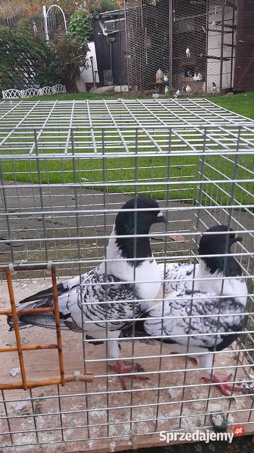 Para strasserów morawskich Zastawie sprzedam