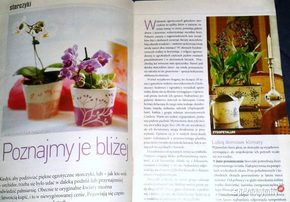 Storczyki Kwietnik poleca Gatunki Wymagania Chełm