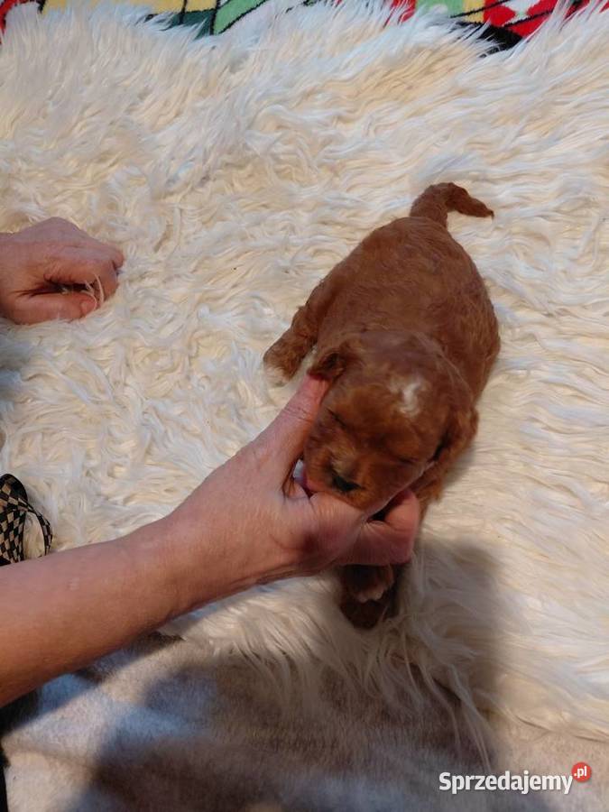 Cavapoo suczka red do razerwacji