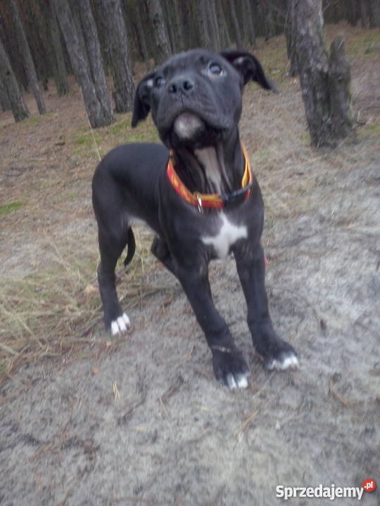 Pit bull 3 mies pies Warszawa