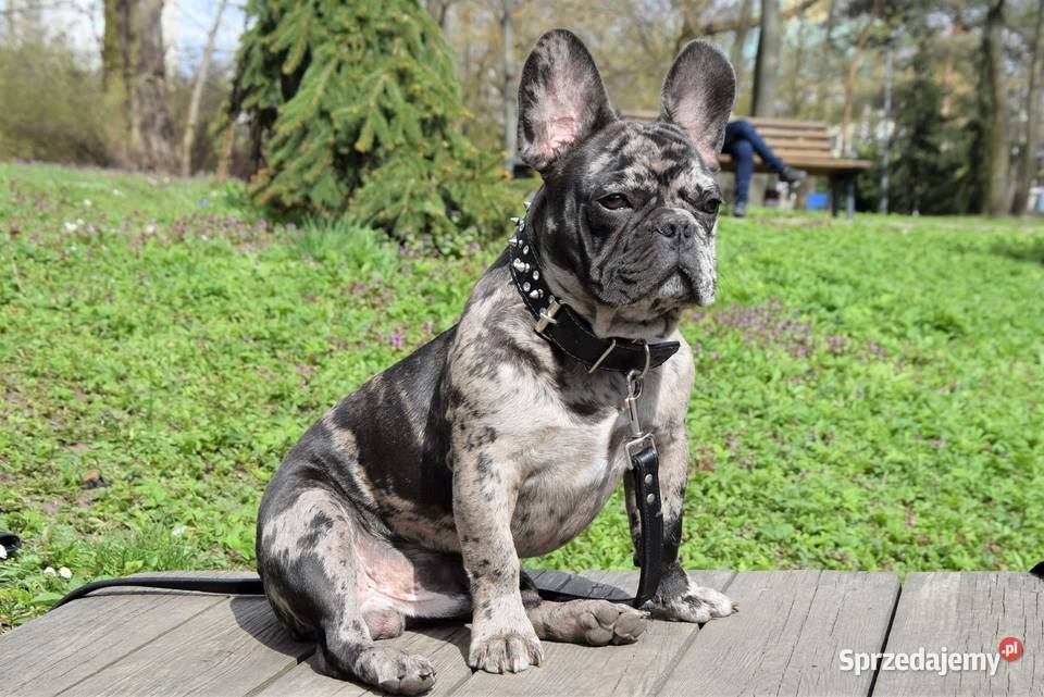Buldog francuski sunia Gotowa do odbioru BLANKA Łódź