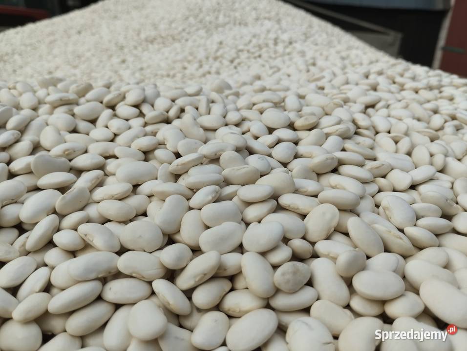 Fasola jaś karlowy Tworyczów