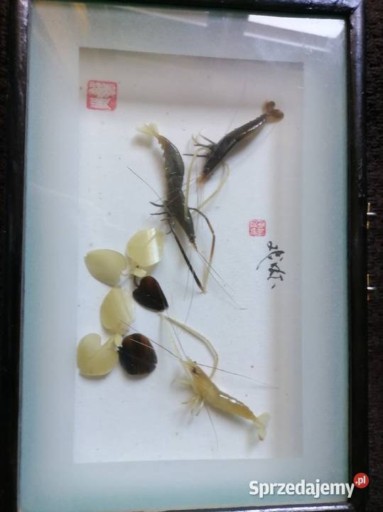 Dekoracyjny obraz Krewetki z a szkłem Japan Kraków sprzedam