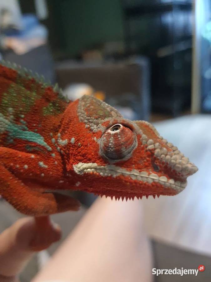 kameleon lamparci ambilobe red bar Włocławek sprzedam