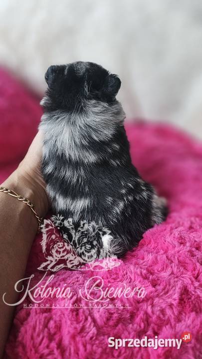 Szpic MiniaturowyPomeranian sunia Blue Merle Sędziejowice