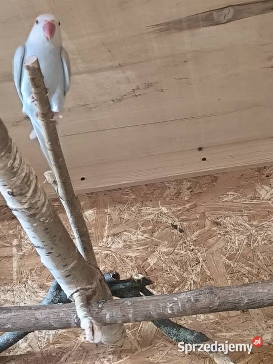 Aleksandretty obrożne parka 2022 Ptaki wielkopolskie Rostarzewo