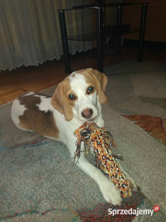 Pies rasy Beagle na sprzedaż Lublin