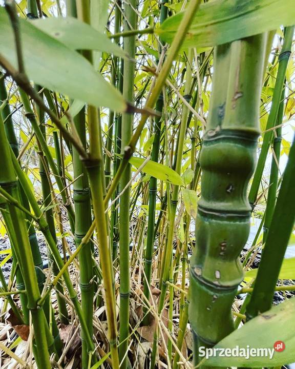 Bambus Phyllostachys Aurea Filostachys Złocisty Szczyglice