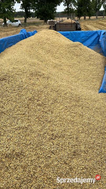 Owies workowany możliwość transportu