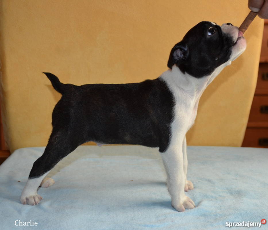 Sczenięta Boston Terrier Elizówka