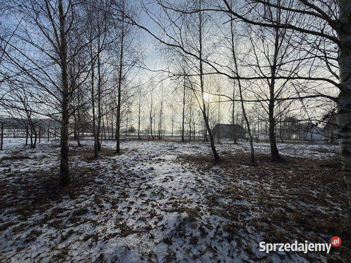 Duża działka na leśnym osiedlu w Miłoszycach Sprzedaż Grunty i działki Miłoszyce sprzedam