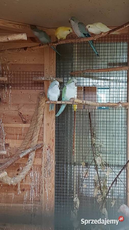 Sprzedam klatkę wolierę zewnętrzną Oleśnica