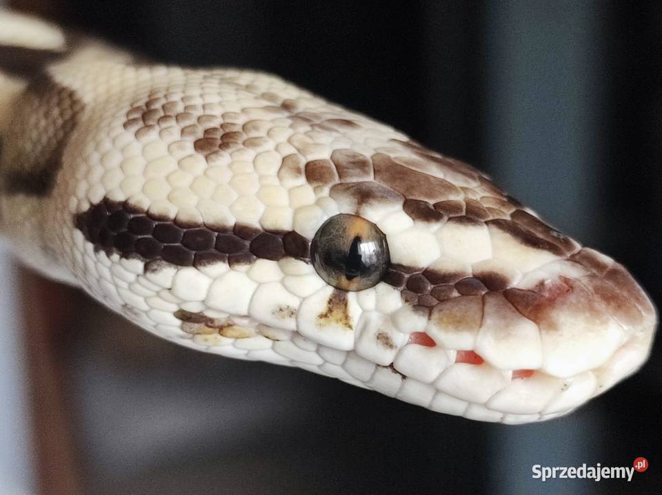 Wąż Pyton królewski Leopard Vanilla Python Warszawa