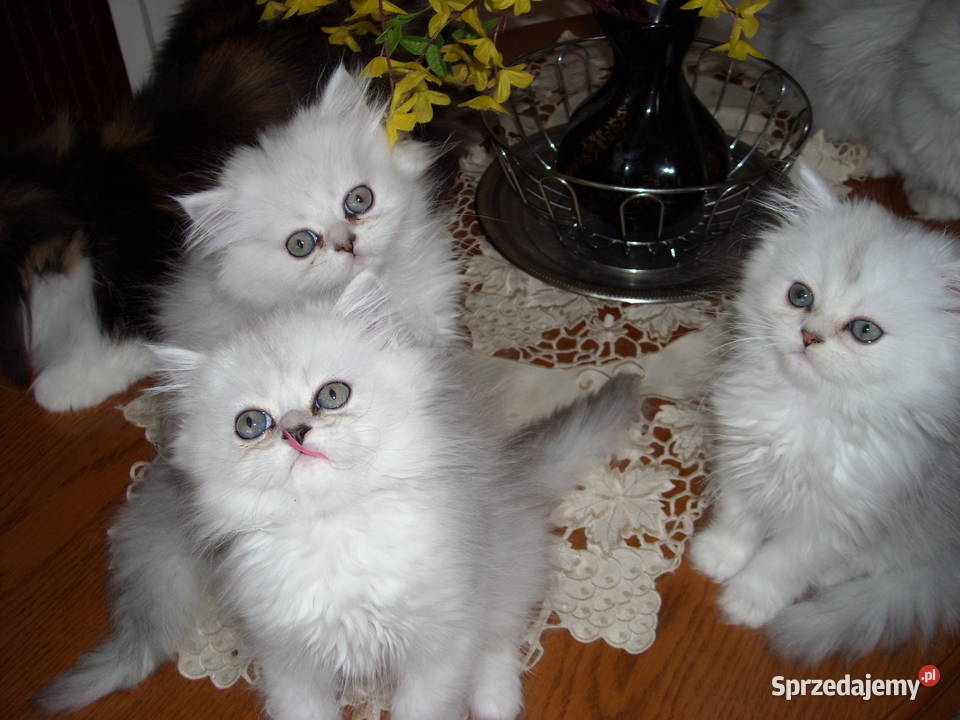 Kocieta perskie srebrzystobiale Warszawa