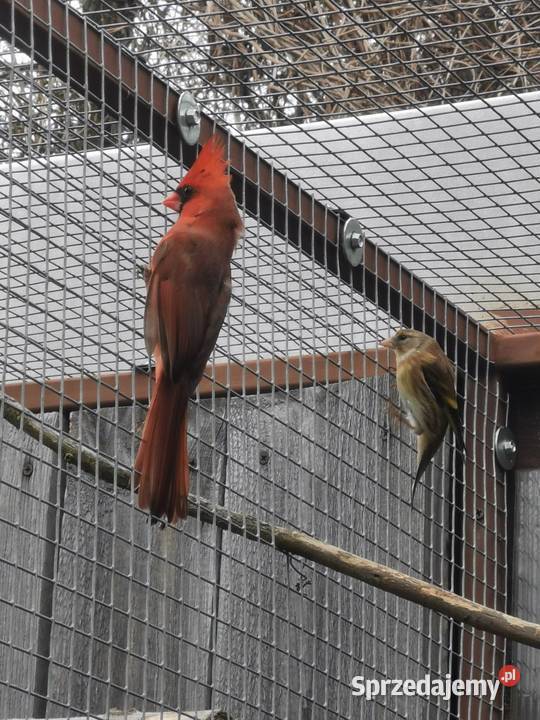 Kardynał czerwony samce kujawsko-pomorskie Rypin
