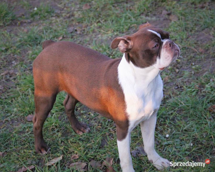 Boston Terrier color chłopaki opolskie Kędzierzyn-Koźle