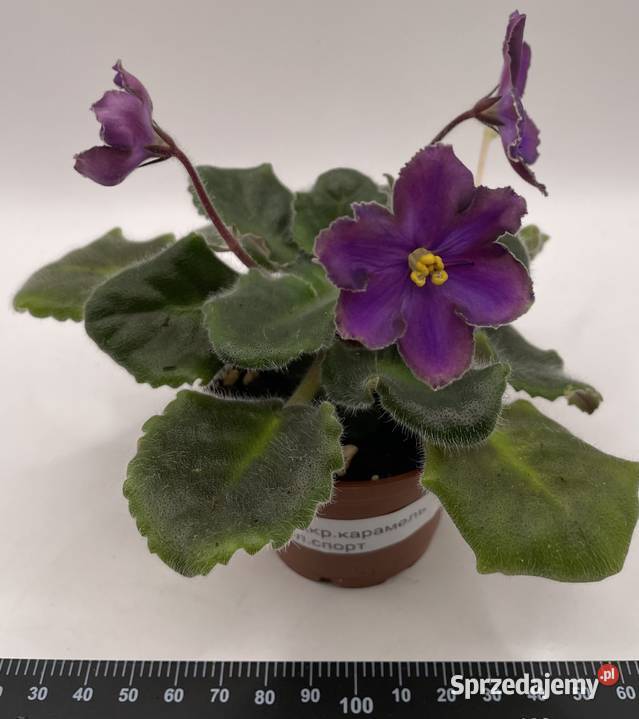 Fiołek afrykański kwitnąca sadzonka świętokrzyskie Jędrzejów