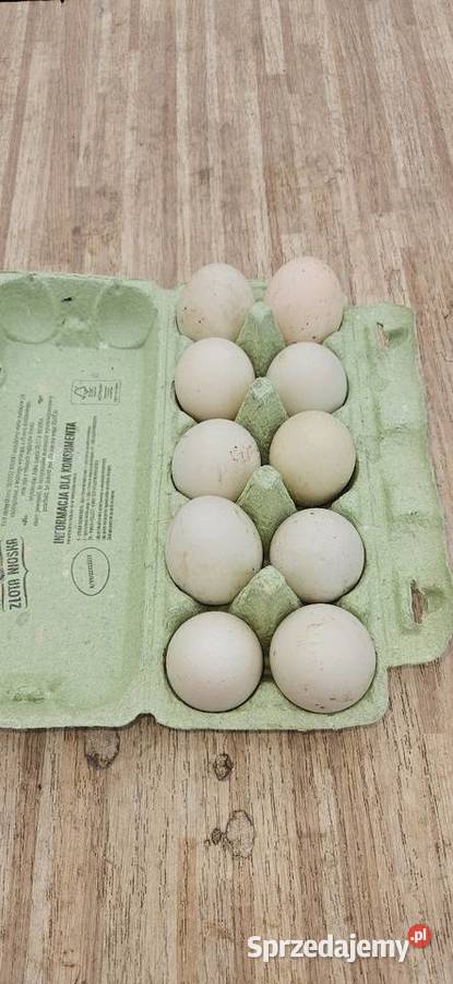 Jaja lęgowe kaczek biegusów Przebendów