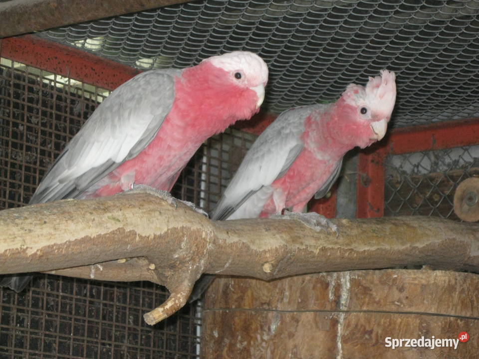 KAKADU RÓŻ0WA amica z DNA Luboń