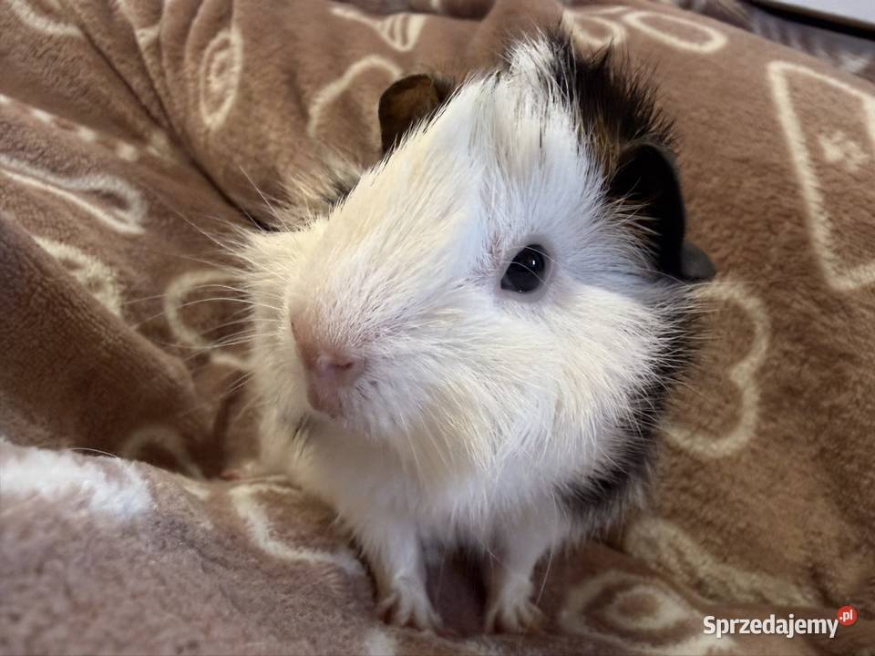 świnka morska cavia domowa SAMIEC Koszyce Wielkie