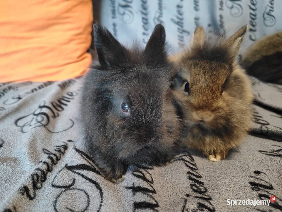 Królik miniaturka Lewek baranek długowłosy