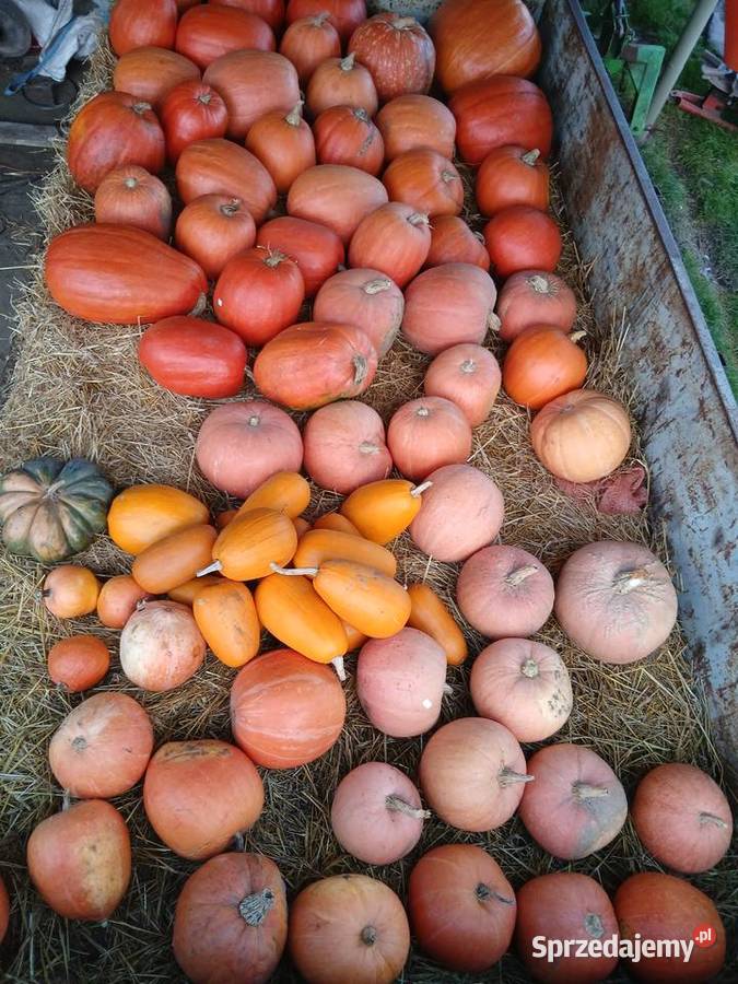Dynia jadalna halloween Poznań sprzedam