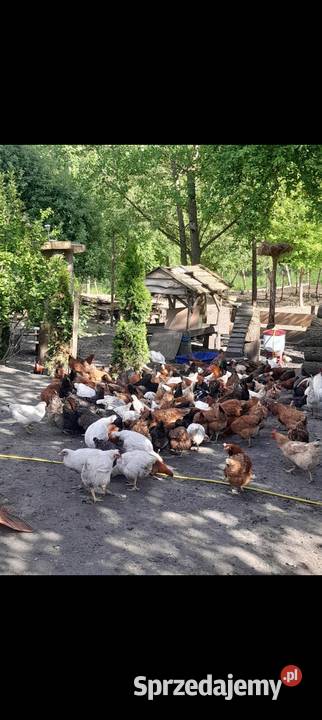 Jaja wiejskie kury kaczki na rosół Hodowla drobiu Dybawka