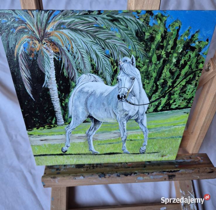 Obraz koń arabski araby konie stajnia klacz małopolskie Brzesko