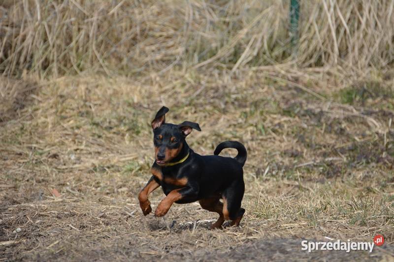 Pinczer miniaturowy piesek przebadany paszport Pozostałe Chełm