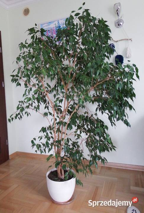 Fikus benjamina 170
