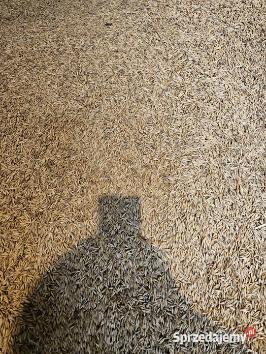 Owies jary około 50 ton Odmiana Bingo i Rambo Turów