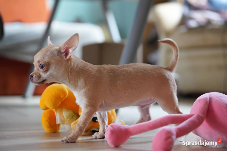 PIESEK rodowód FCI Wwy Duży Dół