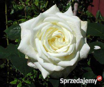 Róże krzewy róż sprzedam PRODUCENT Łask