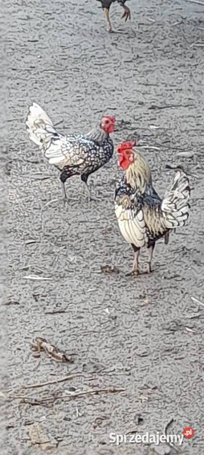 Koguty serebrytki
