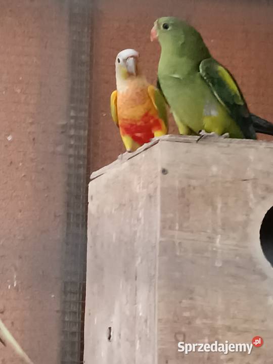 Sprzedam papugę rudosterke wielkopolskie Drawsko sprzedam