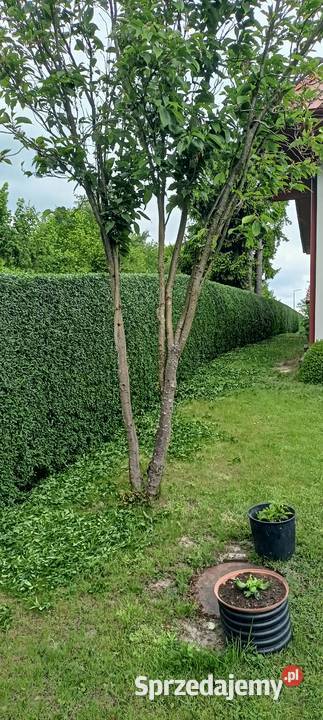 Nożyce do żywopłotu Bosch 5020 liion Sędziszów