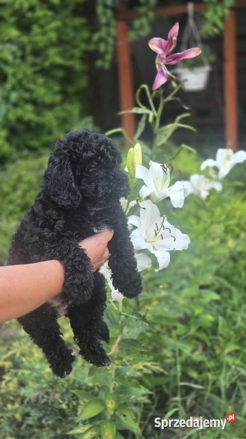Pudel miniaturowy piesek Radom