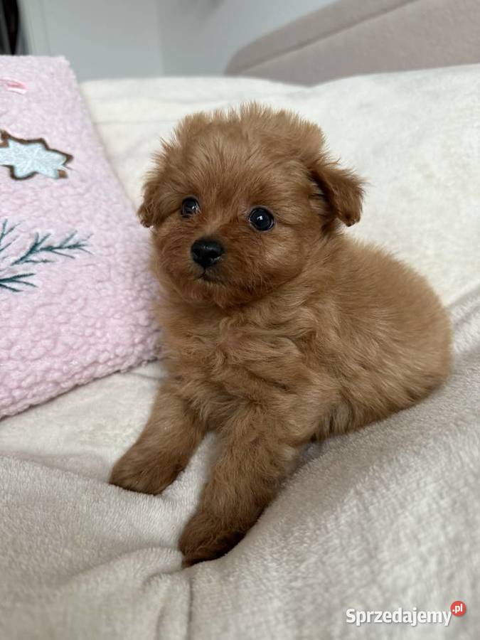 POMAPOO szpic miniaturowy pudel toy suczka Rębieskie