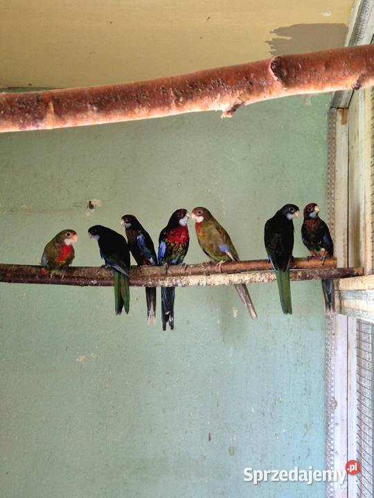 Rozelle Białolice Czarne tegoroczne Sędziszów Małopolski