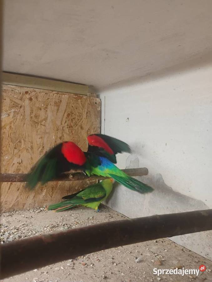 Krasnopiórka czerwonoskrzydła Pszów