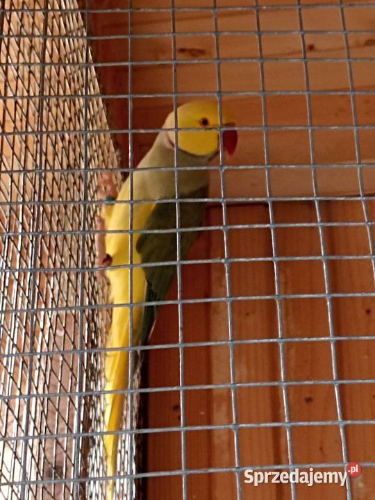 Sprzedam aleksandrettę mazowieckie Kobyłka