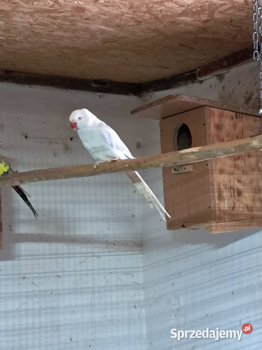 Sprzedam papugi Ptaki