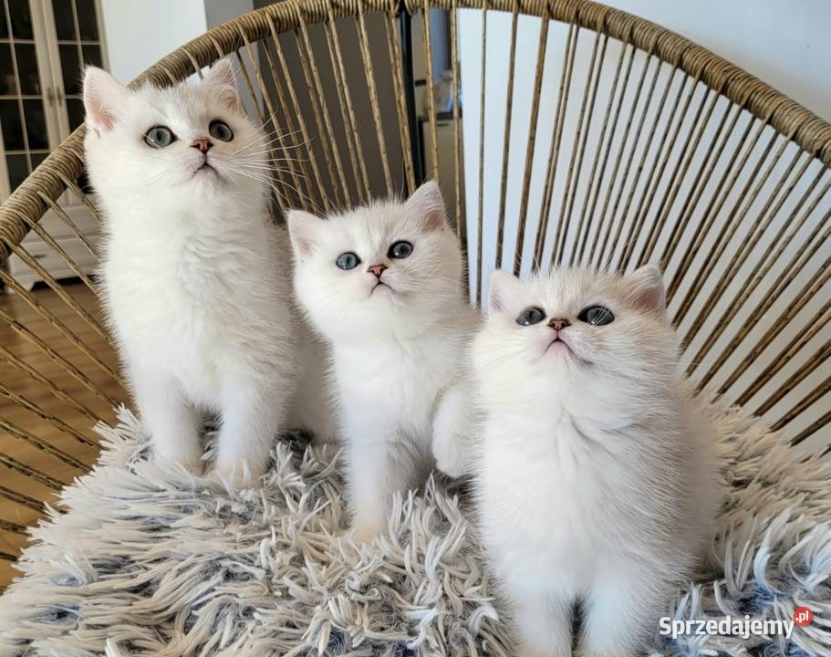 Brytyjskie srebrne srebrne pointy lubuskie Zielona Góra