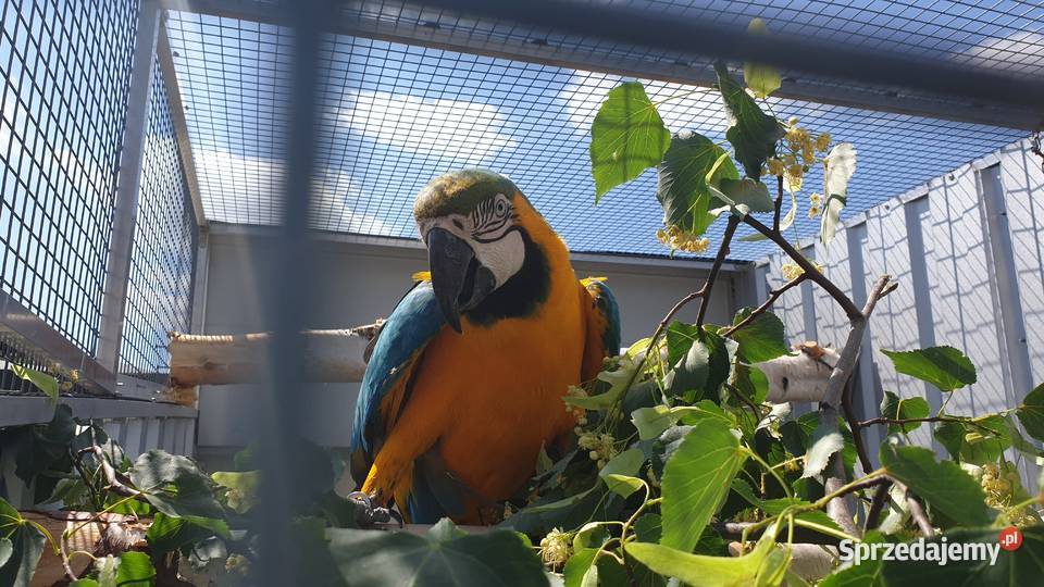 Sprzedam Ary oraz Konury