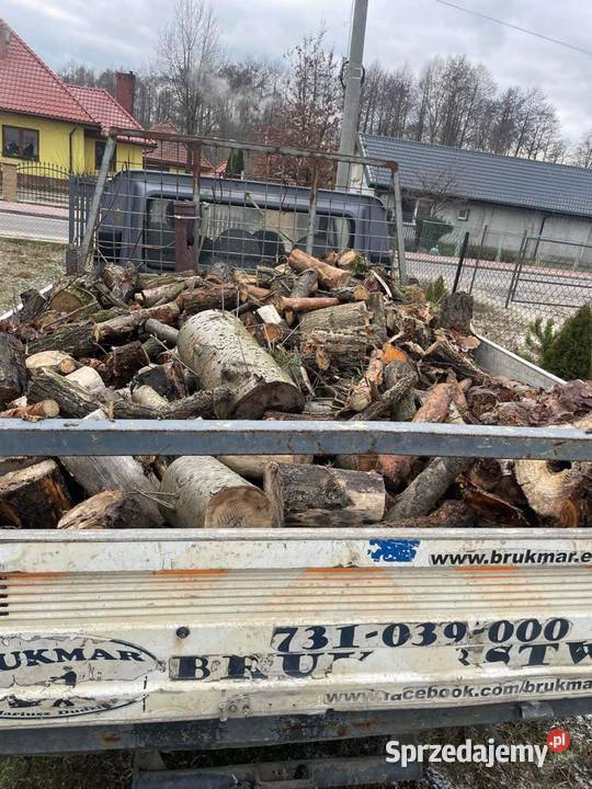 Drzewo liściaste Wołomin
