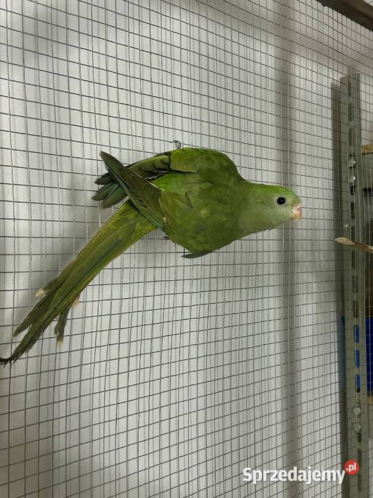 Papuga Barabanda Samica opolskie Zawada
